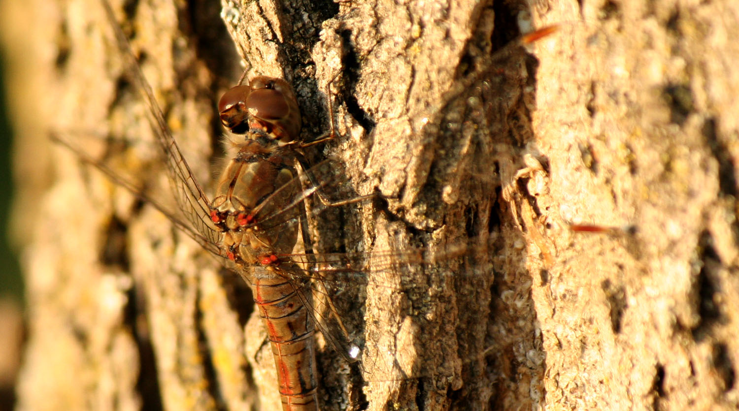 Libellule tardive: Sympetrum depressiusculum & striolatum